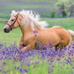 Puzzles 2 x 24 pièces L'Amour des chevaux Ravensburger