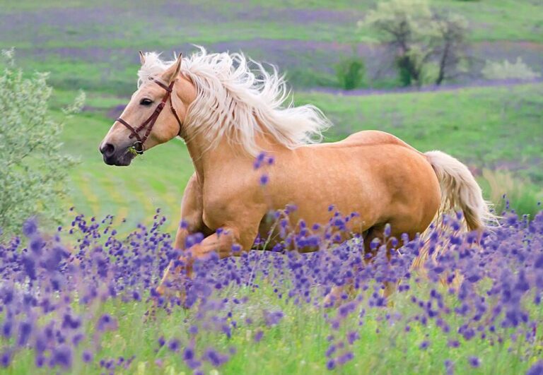 Puzzles 2 x 24 pièces L&rsquo;Amour des chevaux Ravensburger