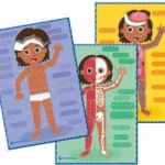 Jeu du corps humain Clementoni Montessori